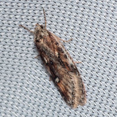 Semioscopis oculella (-), Ždánický les