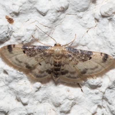 Idaea filicata (žlutokřídlec černoskvrnný), HR, Jablanac