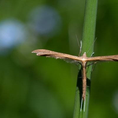 Stenoptilia sp., SK, Štôla