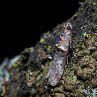 Trachonitis cristella (-), Lysá hora u Ochozu