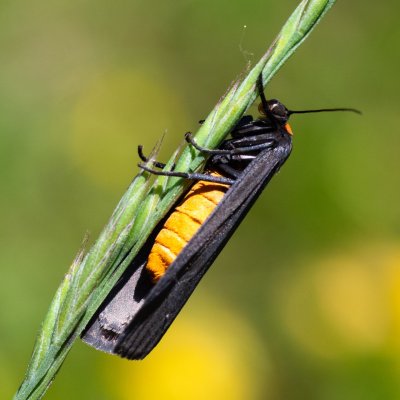 Atolmis rubricollis (lišejníkovec černý), IT, Aschbach, Jižní Tyrolsko