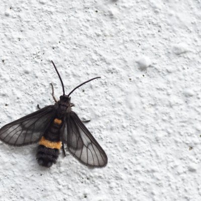 Psichotoe duvaucelii (-), TH, Bangkok