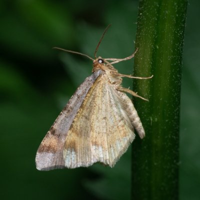 Macaria liturata (kropenatec sosnový), Podkomorské lesy, Kopeček