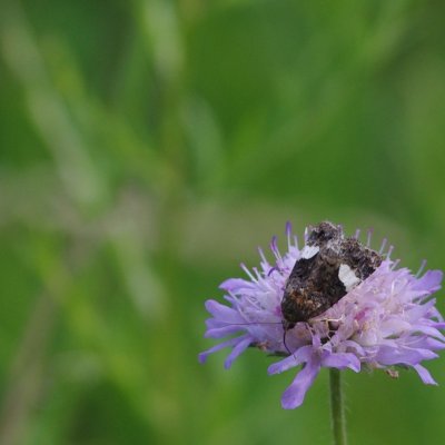 Tyta luctuosa (tmavoskvrnka svlačcová), NS Motýlí ráj
