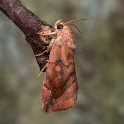 Cosmia pyralina (blýskavka hrušňová), NPP Jeskyně Pekárna