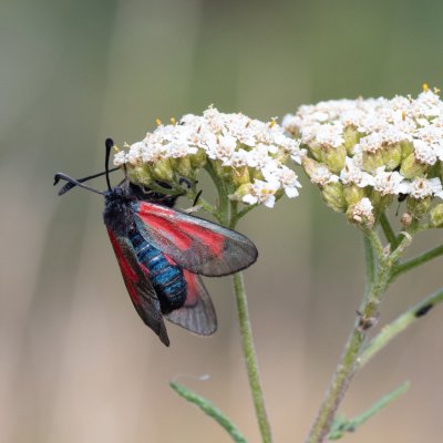 Zygaena purpuralis/minos (vřetenuška mateřídoušková/přehlížená), PR Kamenný vrch