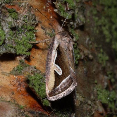 Deltote uncula (světlopáska bahenní), NPR Radostínské rašeliniště