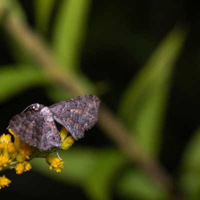 Eupithecia icterata (píďalička vratičová), PP Černice