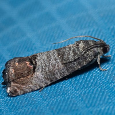 Cydia pomonella (obaleč jablečný), Lysá hora u Ochozu