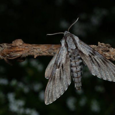 Sphinx pinastri (lišaj borový), Augšperský potok