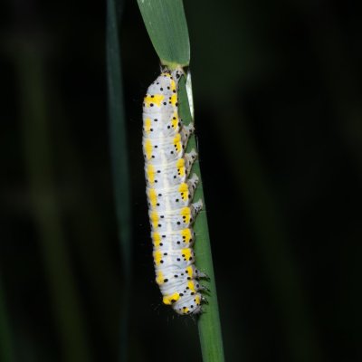 Diloba caeruleocephala (modrohlávek ovocný), Hády