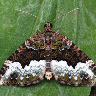 Euphyia biangulata (píďalka zelenokrajná), NPP Jeskyně Pekárna