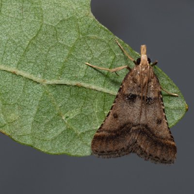 Stemmatophora brunnealis (-), PP Na cvičišti