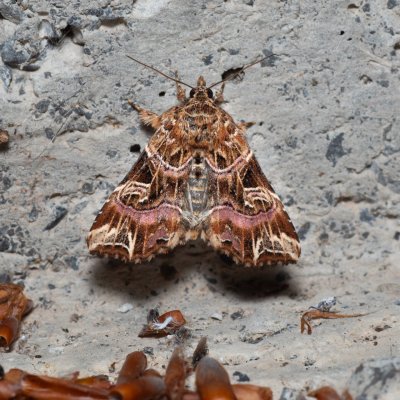 Callopistria juventina (blýskavka hasivková), HR, Krasno