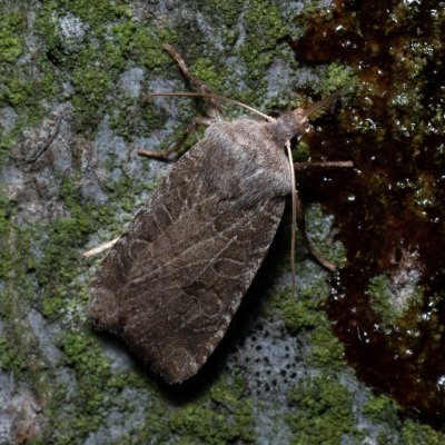 Conistra vaccinii (zimovnice brusnicová), Kývalka