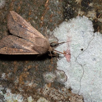 Mythimna unipuncta (plavokřídlec jižní), HR, Krasno