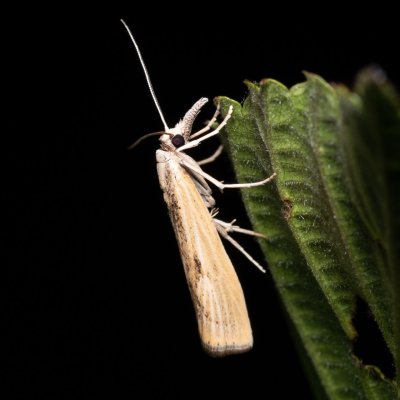 Agriphila inquinatella (-), Kývalka