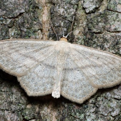 Scopula nigropunctata (vlnopásník jitrocelový), Augšperský potok