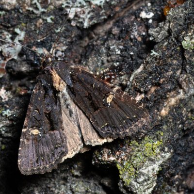 Mesapamea secalis/secalella (šedavka/přehlížená), Žebětín