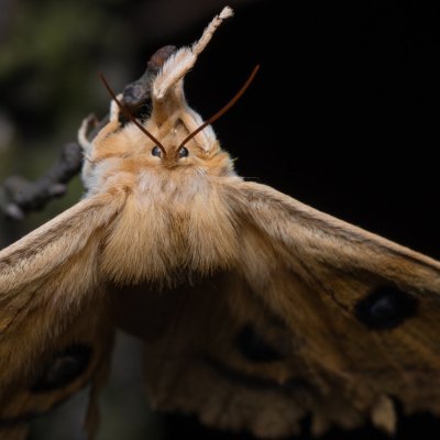 Aglia tau (martináč bukový), PP Kavky