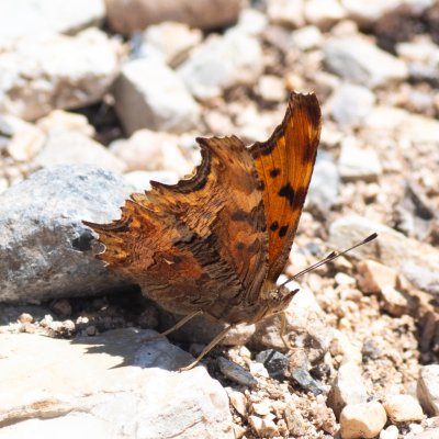 Polygonia egea (babočka drnavcová), GR, Giannades, Korfu