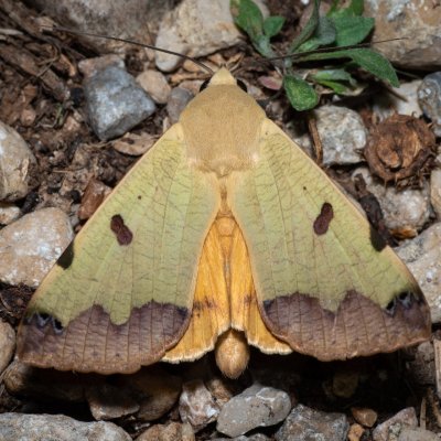 Ophiusa tirhaca (hnědopáska pistáciová), HR, Jablanac