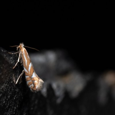 Phyllonorycter sp., PR Turold