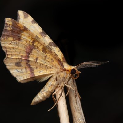 Therapis flavicaria (zejkovec žlutý), Hrušovany u Brna
