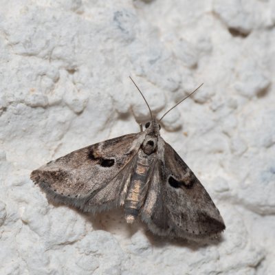 Zebeeba falsalis (-), HR, Jablanac