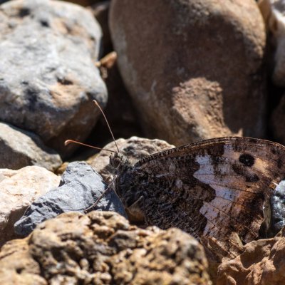 Hipparchia semele (okáč metlicový), HR, Cesarica