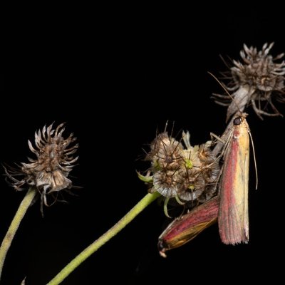 Oncocera semirubella (zavíječ červenožlutý), PR Kamenný vrch