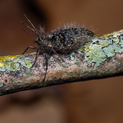 Lycia pomonaria (drsnokřídlec ovocný), PR Kamenný vrch