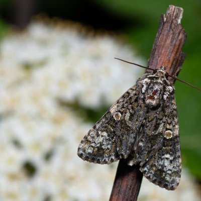 Craniophora ligustri (šípověnka jasanová), PR Liščí vrch