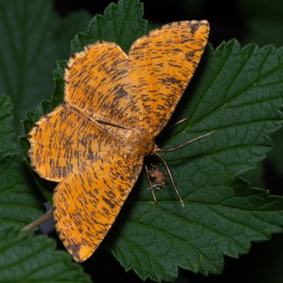 Angerona prunaria (zejkovec trnkový), SK, Štôla