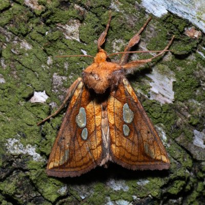 Plusia putnami (kovolesklec západní), NPR Radostínské rašeliniště