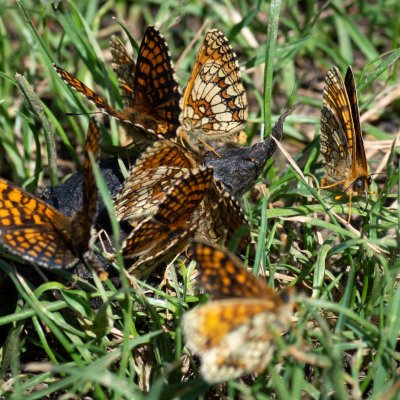 Melitaea athalia (hnědásek jitrocelový), PP Černice