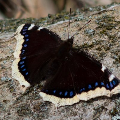 Nymphalis antiopa (babočka osiková), Podkomorské lesy