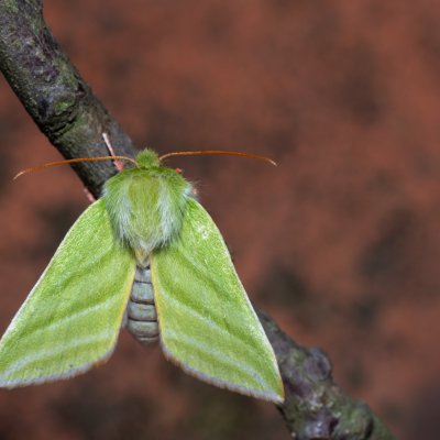 Pseudoips prasinana (zeleněnka buková), Hornek