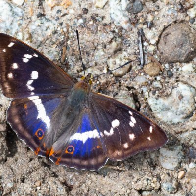 Apatura iris (batolec duhový), SK, Štôla