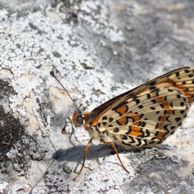 Melitaea didyma (hnědásek květelový), PR Svatý kopeček