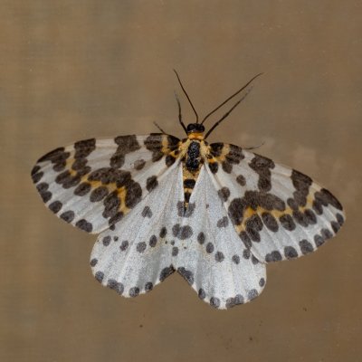 Abraxas grossulariata (skvrnopásník angreštový), SK, Štôla