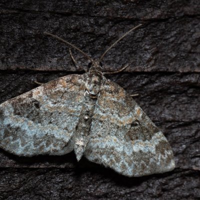Pterapherapteryx sexalata (šedokřídlec vrbový), SK, Štôla