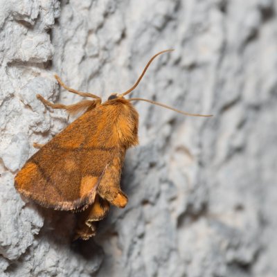 Apoda limacodes (slimákovec dubový), HR, Jablanac
