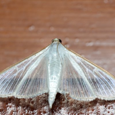 Palpita vitrealis (zavíječ průsvitný), HR, Jablanac