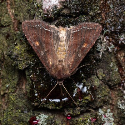 Lacanobia oleracea (můra kapustová), NPP Pouzdřanská step - Kolby