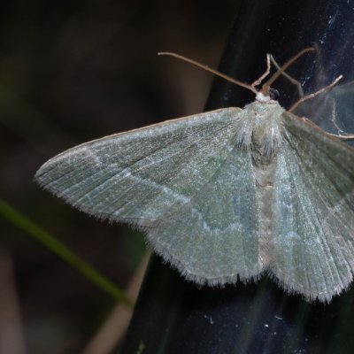 Chlorissa etruscaria (zelenopláštník smldníkový), NPP Stránská skála