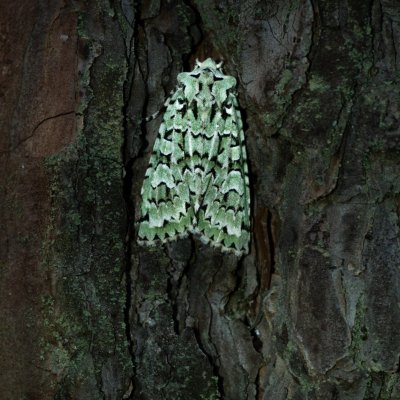 Griposia aprilina (pestroskvrnka zelenavá), Žebětín