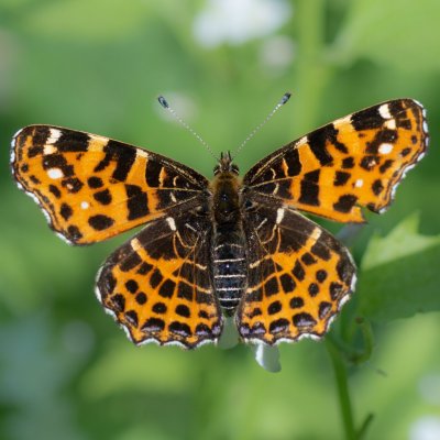 Araschnia levana (babočka síťkovaná), Podkomorské lesy, Kopeček