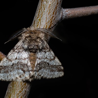 Lycia hirtaria (drsnokřídlec třešňový), PP Člupy