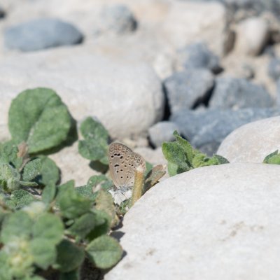 Zizeeria karsandra (-), CY, Kourris Dam